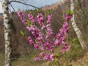 74 Daphne mezereum (Fior di stecco)